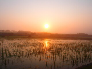 田んぼで夕日のリフレクション