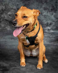 Carolina Dog sits on floor with grey background