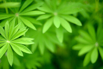 Beautiful background of blurred green leaves. Abstract modern Green natural background in eco-style