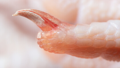 Close-up of a nail on a paw of a chicken.