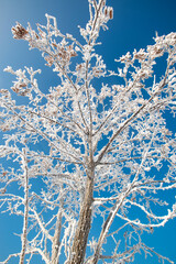 Frozen tree on winter field and blue sky