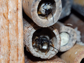 Mason bees at an insect hotel in spring