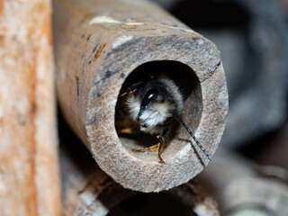 Mason bees at an insect hotel in spring