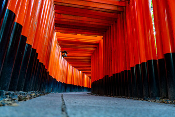 japanese shrine gate
