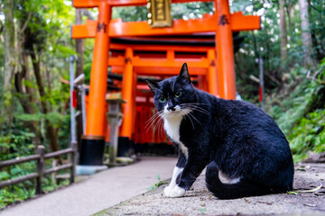 cat and shrine gate - obrazy, fototapety, plakaty