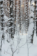 Winter frosty forest. There is a lot of snow and trees in the snow.