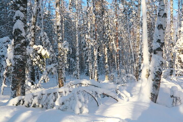 Winter frosty forest. There is a lot of snow and trees in the snow.