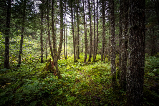 Trees in Girdwood, Alaska