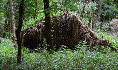 Sumpf Landschaft im Congaree National Park, South Carolina © Ulf