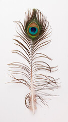 Fototapeta premium Colorful peacock feather isolated on white background