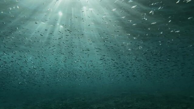 Shoal of Blue sprat, Delicate round herring or blueback sprat (Spratelloides delicatulus) in sunshine. Massive school of small fish swims on blue water in sunbeams