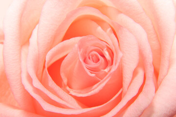 Obraz na płótnie Canvas pink tender rose macro background