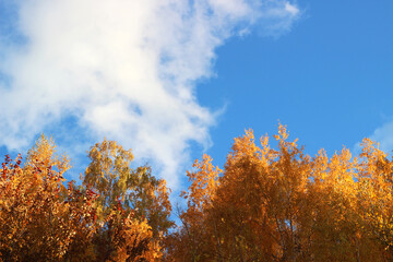 Fototapeta premium autumn yellow leaves on tree background