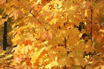 autumn maple yellow leaves background