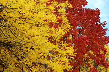 autumn yellow red leaves on tree background