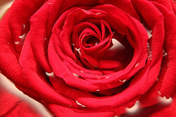 red rose with water drops