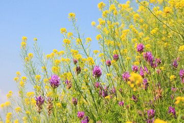 different wildflowers in the field