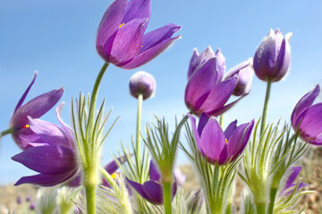 snowdrop primrose against the sky