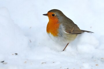 Ein Rotkehlchen (Erithacus rubecula) im Schnee.