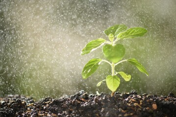 plant growing in the soil in drizzle