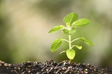 sacred basil sprout in sunlight
