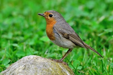 Ein Rotkehlchen (Erithacus rubecula) im Garten.