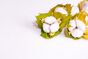 綿花　綿　収穫　【 コットン の イメージ 】