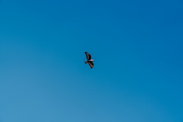 birds in flight
