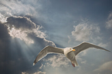 Möwe vor Wolke