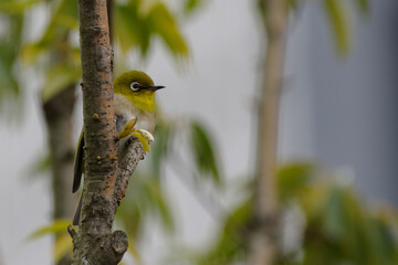 メジロが枝にとまる風景