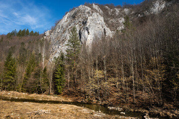Fototapeta na wymiar Mountain landscape in early spring. Mountain, fir, mountain river.