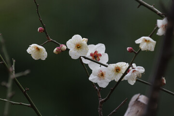 早春を感じさせる白梅