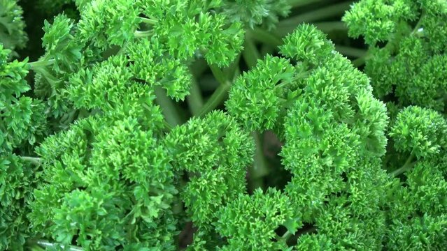 Fresh green healthy vegetable parsley rotating food background