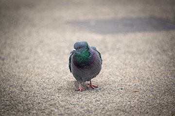 Der Volksgarten ist eine öffentliche Parkanlage an der Ringstraße im 1. Wiener Gemeindebezirk Innere Stadt, mit ihren Vögel, Tiere, Gans, Tauben 