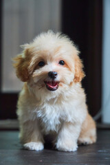 Maltese lapdog and poodle puppy. A new breed of miniature dogs. Dog breeding and cynology.