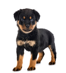 puppy rottweiler in studio