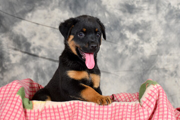 Gorgeous fat cute Rottweiler puppies with tongues sticking out, not sure of whats happening.