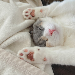 毛布の上で昼寝をする猫