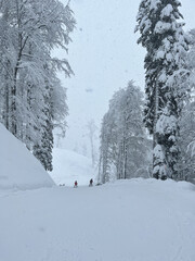 snow covered trees in the mountains