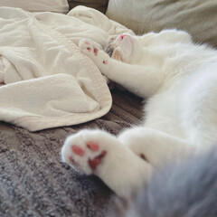 Fototapeta na wymiar ベッドの上で昼寝をする猫