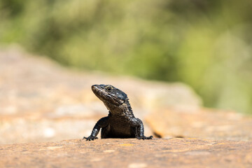 Black girdled lizard (Cordylus niger) closeup face and head profile on a rock at Cape Point nature reserve, Western Cape, South Africa