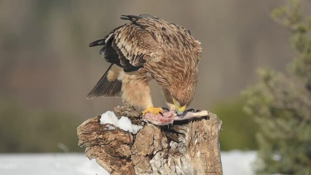 young imperial eagle feeds on meat in the field