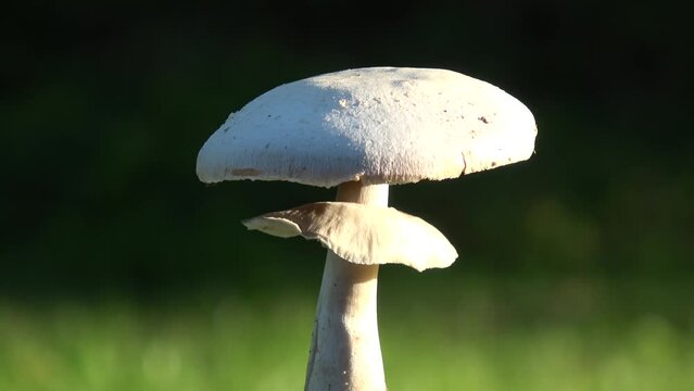 Wild mushroom Champignon Agaricus arvensis rotating in space