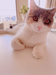 窓際のテーブルの上でくつろぐ猫