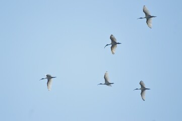 birds in flight in calm sky