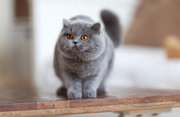 Edel und niedlich - Britisch Kurzhaar Kitten Katzen 