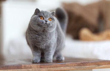 Edel und niedlich - Britisch Kurzhaar Kitten Katzen 