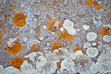 multicolored lichen