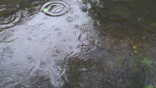 The movie of ripples of water with some carp at rainy day.