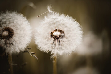 Fototapeta premium Beautiful dandelion flowers with white light fluffy seeds grow in the meadow. Nature.